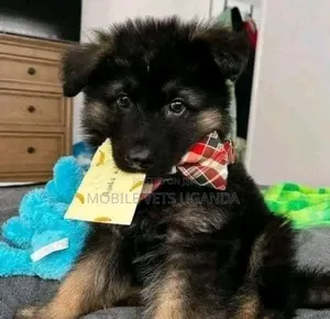 0-1 month Female Purebred German Shepherd