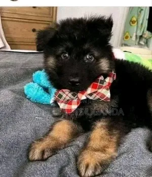 1-3 months Male Purebred German Shepherd