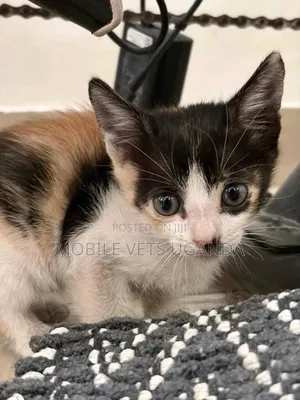 3-6 months Female Purebred Ragamuffin