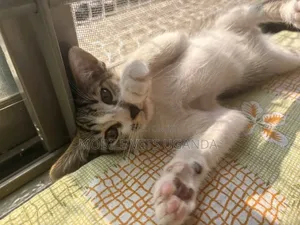 0-1 month Female Purebred Tonkinese