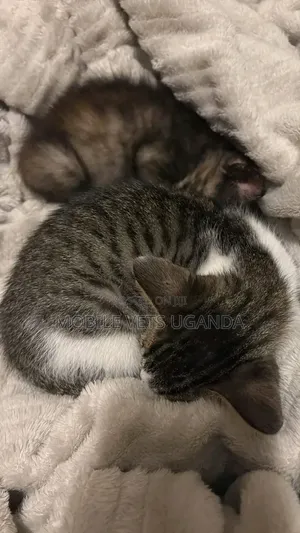 0-1 month Male Purebred Manx
