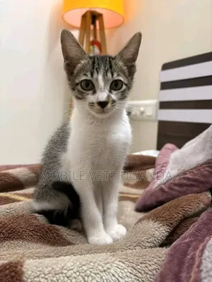 3-6 months Male Purebred Tonkinese