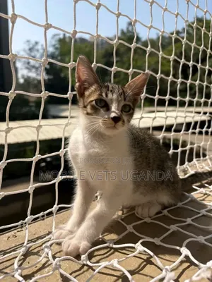1-3 months Male Purebred Siberian