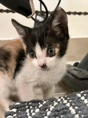 0-1 month Female Purebred Tonkinese