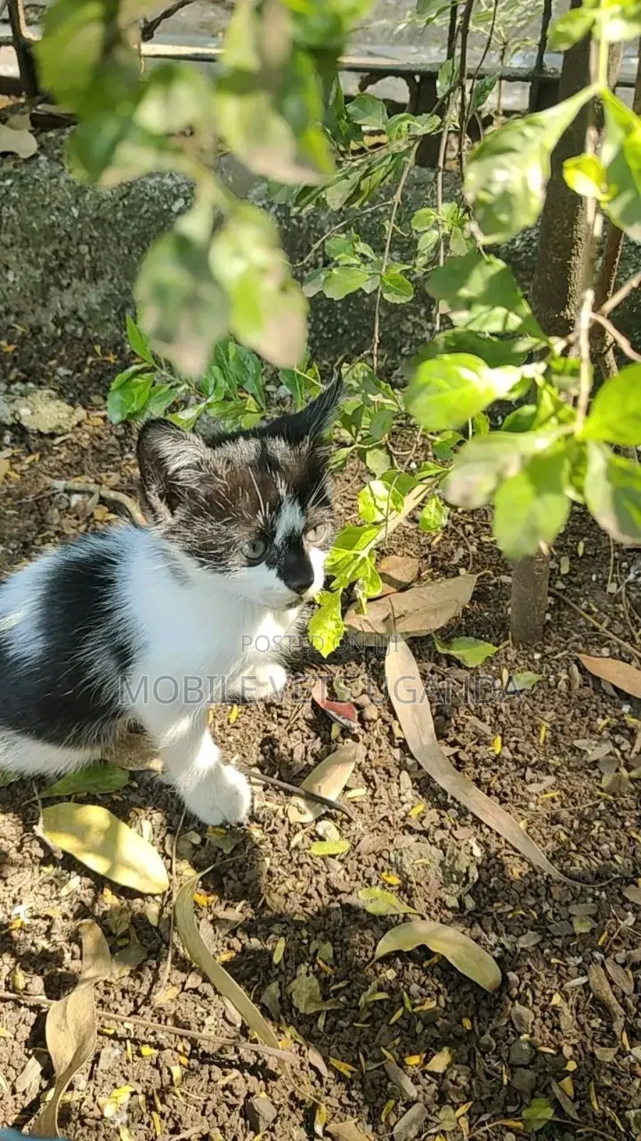 1-3 months Female Purebred Turkish Angora