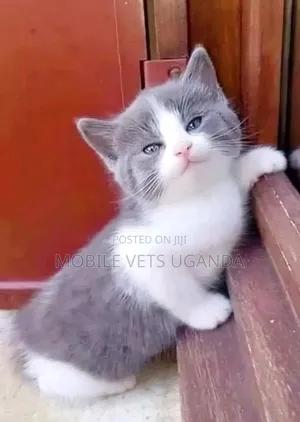 1-3 months Female Purebred American Bobtail
