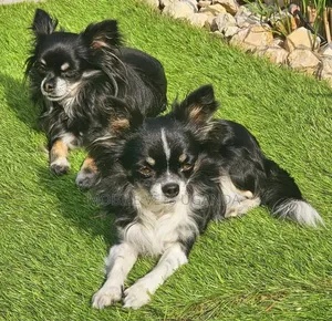 1-3 months Male Purebred Chihuahua