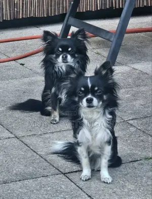3-6 months Female Purebred Chihuahua