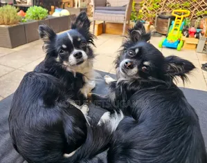 1-3 months Male Purebred Chihuahua
