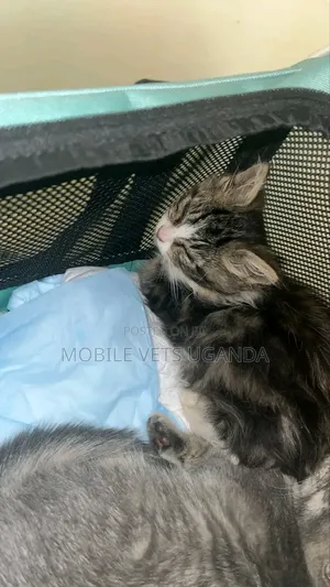 1-3 months Female Purebred Ocicat