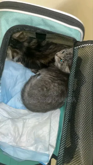 1-3 months Male Purebred Singapura