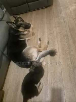 6-12 months Male Purebred German Shepherd