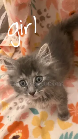 0-1 month Female Purebred Savannah