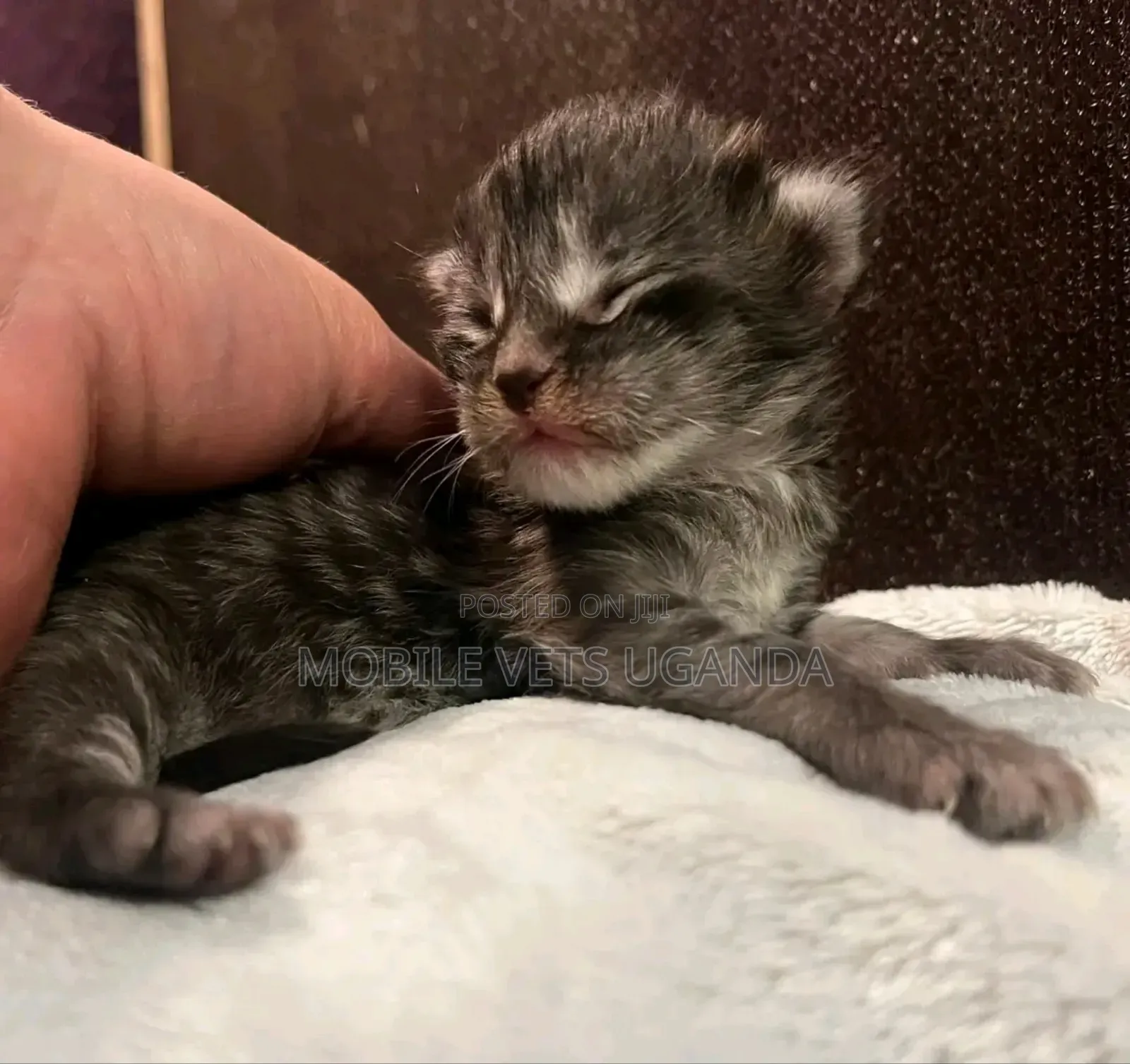 0-1 month Male Purebred Ocicat