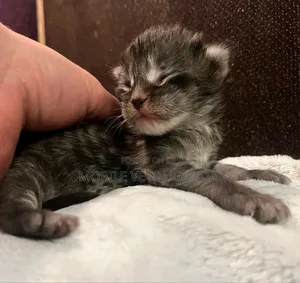 0-1 month Male Purebred Ocicat