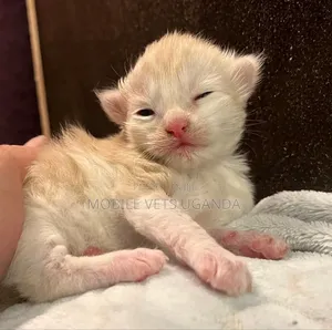 1-3 months Female Purebred Oriental