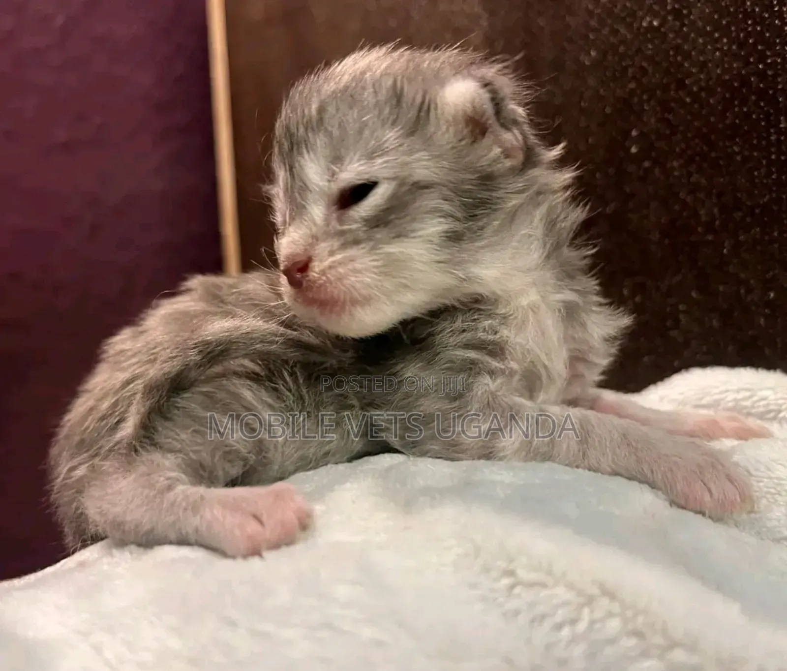 0-1 month Female Purebred Exotic