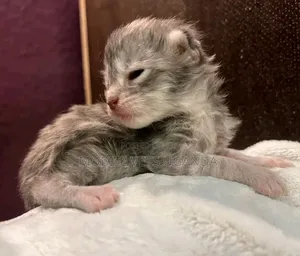 0-1 month Female Purebred Exotic