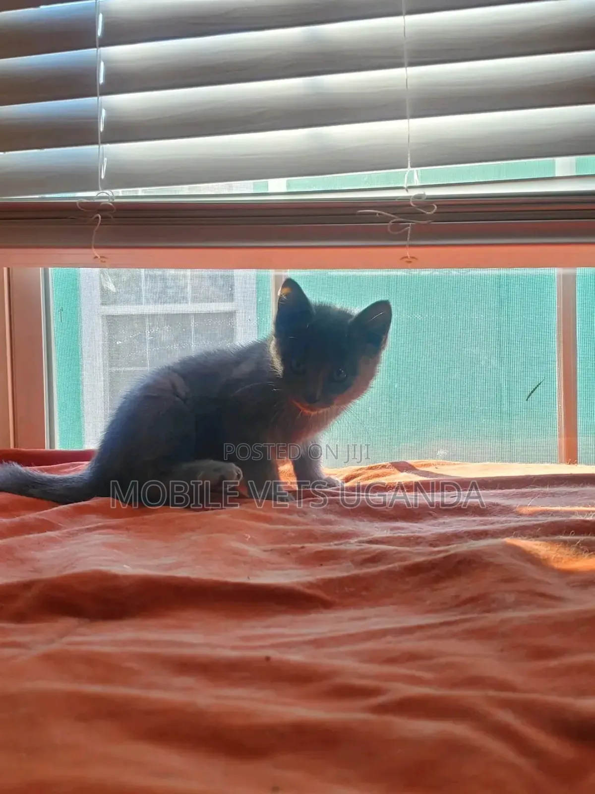 3-6 months Male Purebred Somali