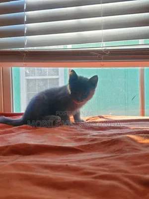 3-6 months Male Purebred Somali