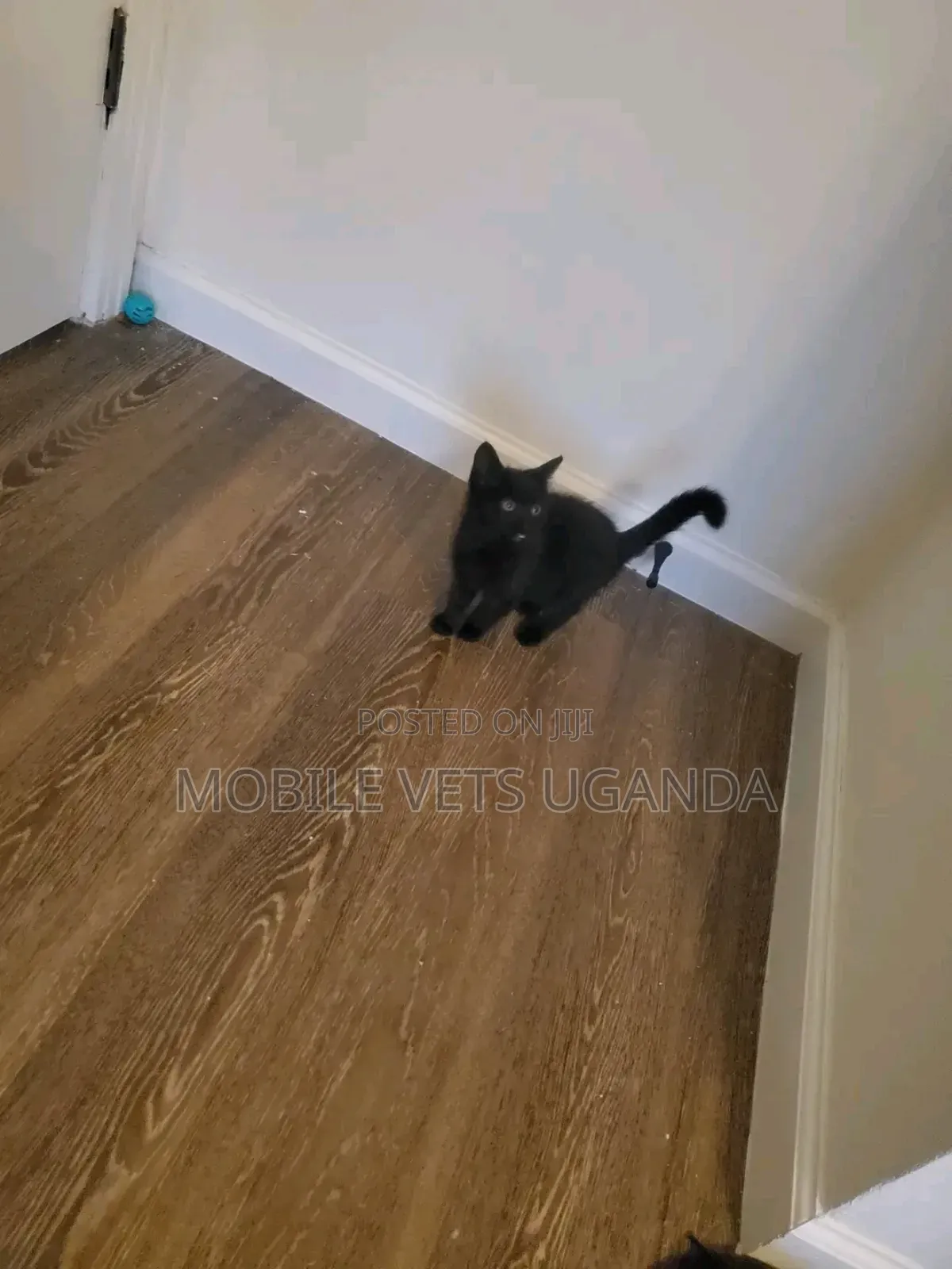 1-3 months Male Purebred Ragamuffin