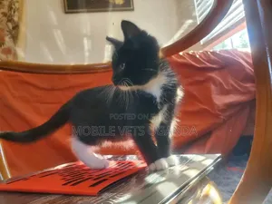 1-3 months Male Purebred Abyssinian