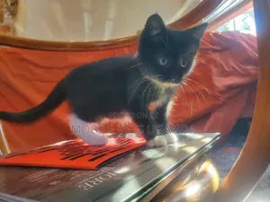 1-3 months Female Purebred Birman