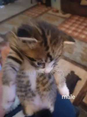 1-3 months Male Purebred Bombay