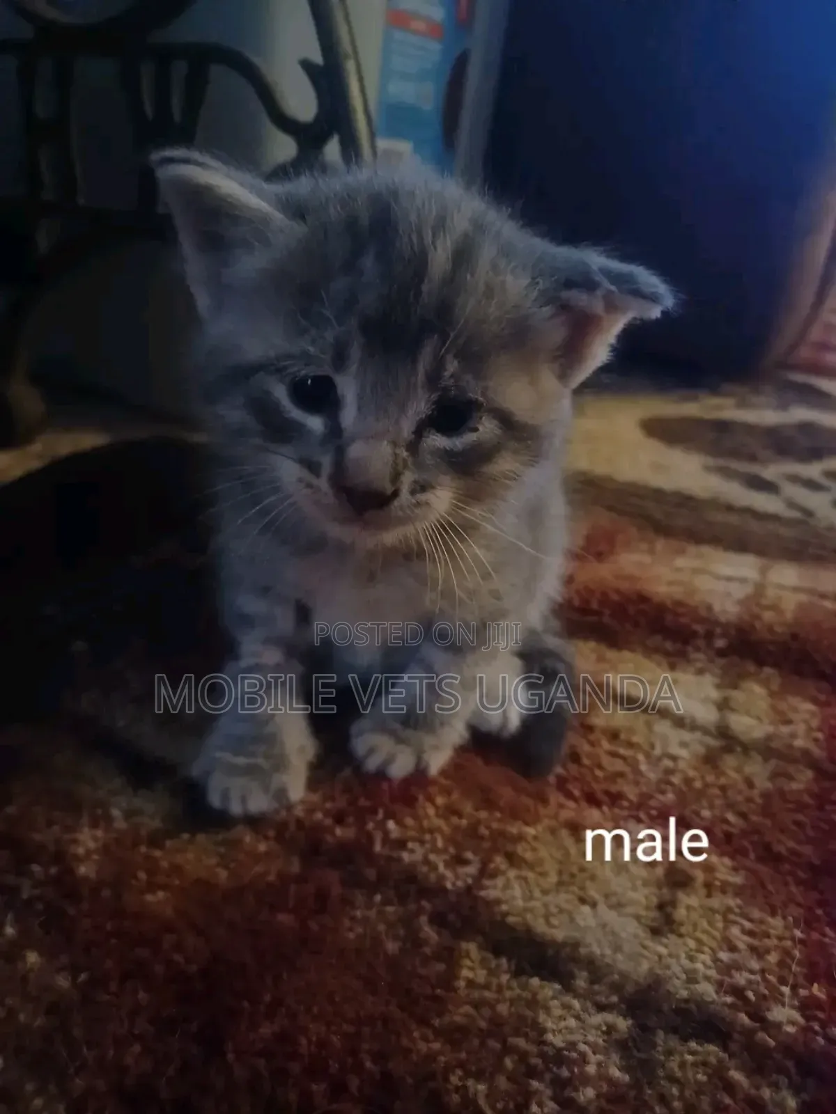 1-3 months Male Purebred Turkish Van