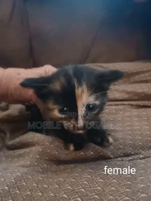 1-3 months Female Purebred American Wirehair