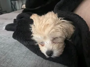 1-3 months Female Purebred Maltese