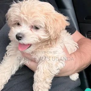1-3 months Male Purebred Maltese