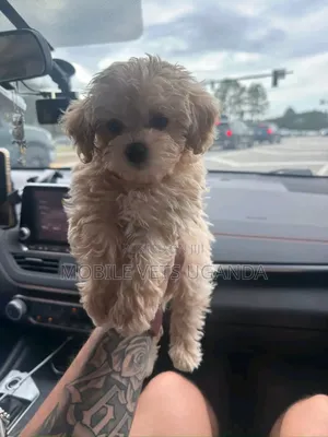 3-6 months Male Purebred Maltese