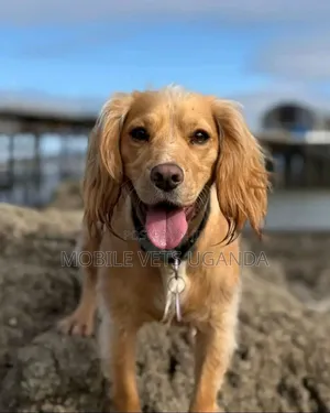 6-12 months Male Purebred English Springer Spaniel