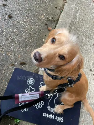 3-6 months Female Purebred Golden Retriever