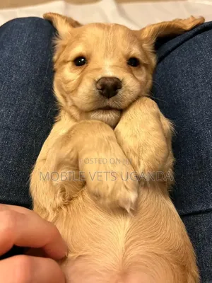 1-3 months Female Purebred Golden Retriever