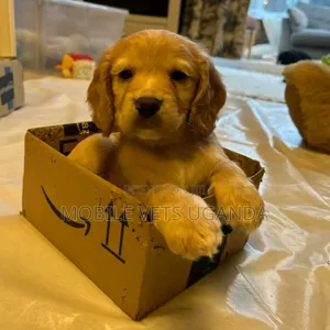 1-3 months Male Purebred Golden Retriever