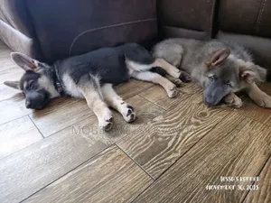 3-6 months Female Purebred German Shepherd
