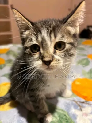 1-3 months Male Purebred American Bobtail