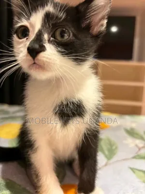 0-1 month Female Purebred Javanese