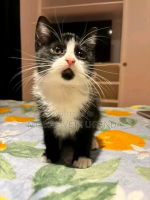 1-3 months Female Purebred Manx