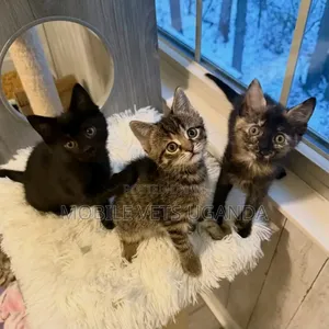 3-6 months Male Purebred Korat