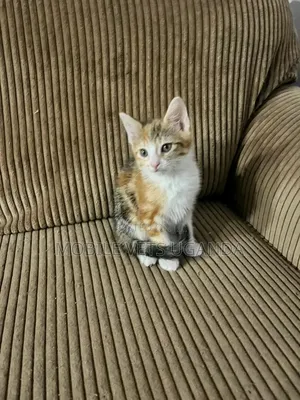 1-3 months Male Purebred Oriental