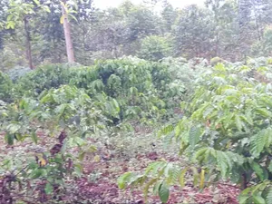 5 Acres of Land in Ttamu Mityana Before Mityana Town 4km Off Tamarc
