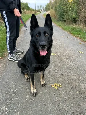 1-3 months Male Purebred German Shepherd