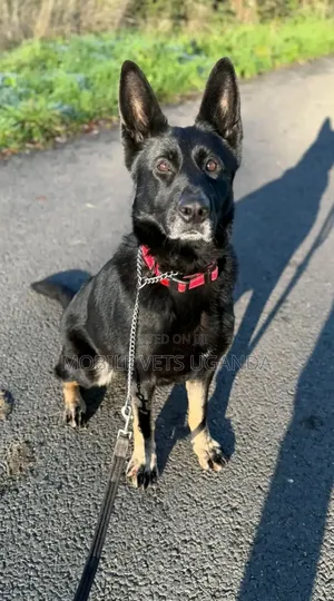 3-6 months Female Purebred German Shepherd