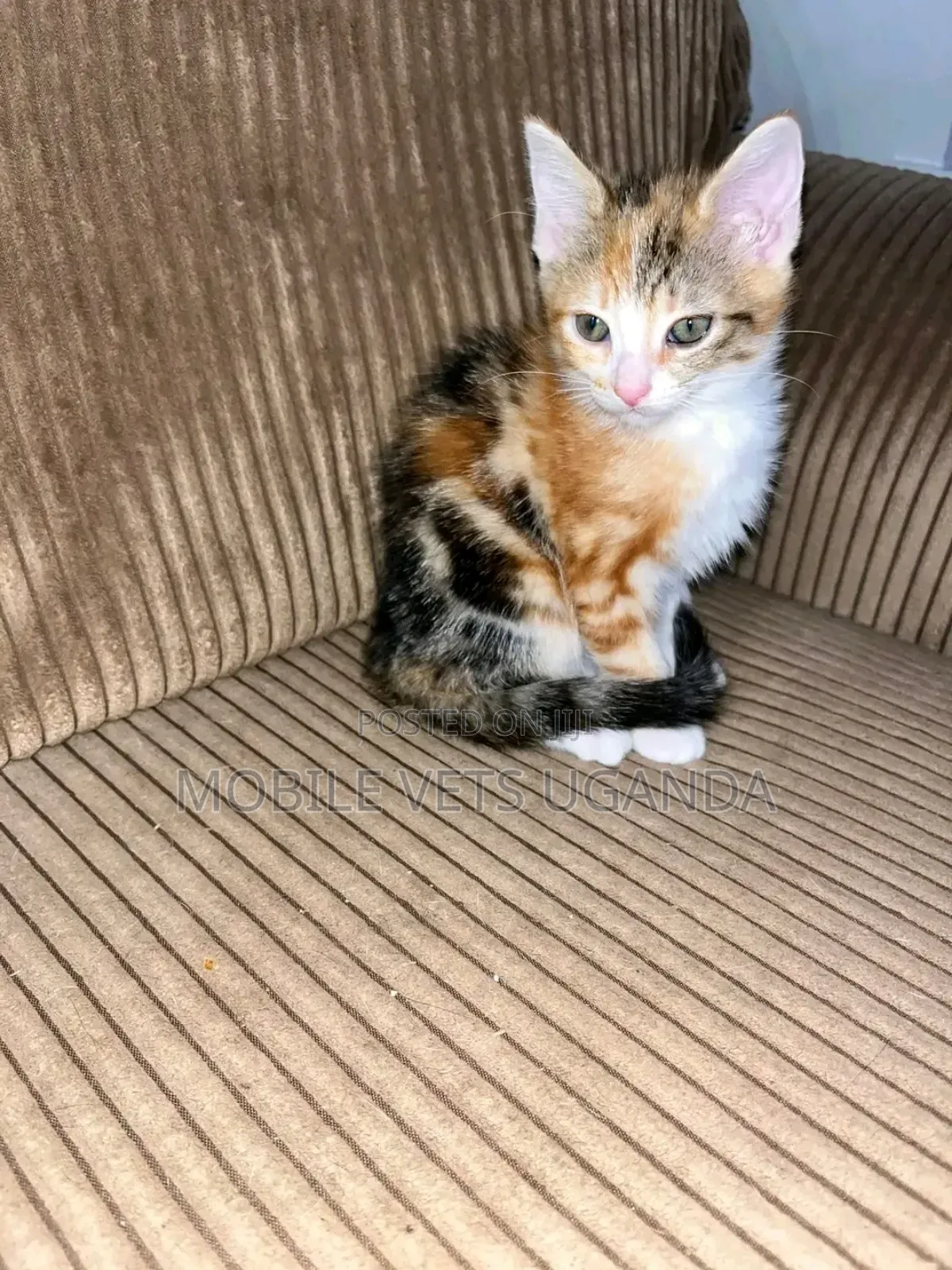 1-3 months Female Purebred Exotic