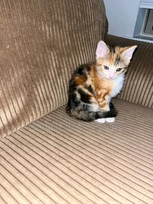 0-1 month Male Purebred Havana Brown