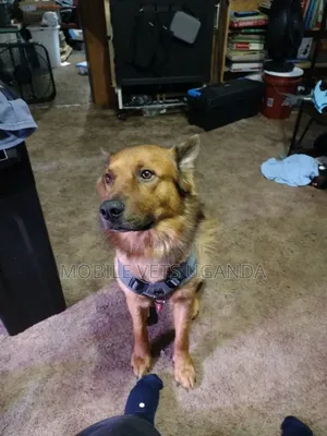 3-6 months Male Purebred German Shepherd