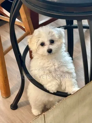 1-3 months Male Purebred Maltese